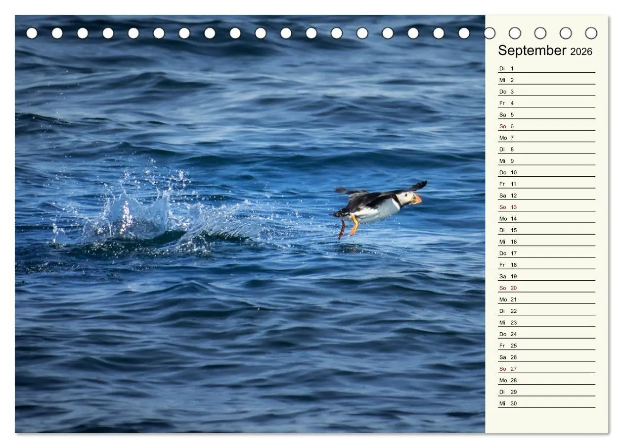 Bild: 9783457623299 | Die Papageientaucher von Island (Tischkalender 2026 DIN A5 quer),...