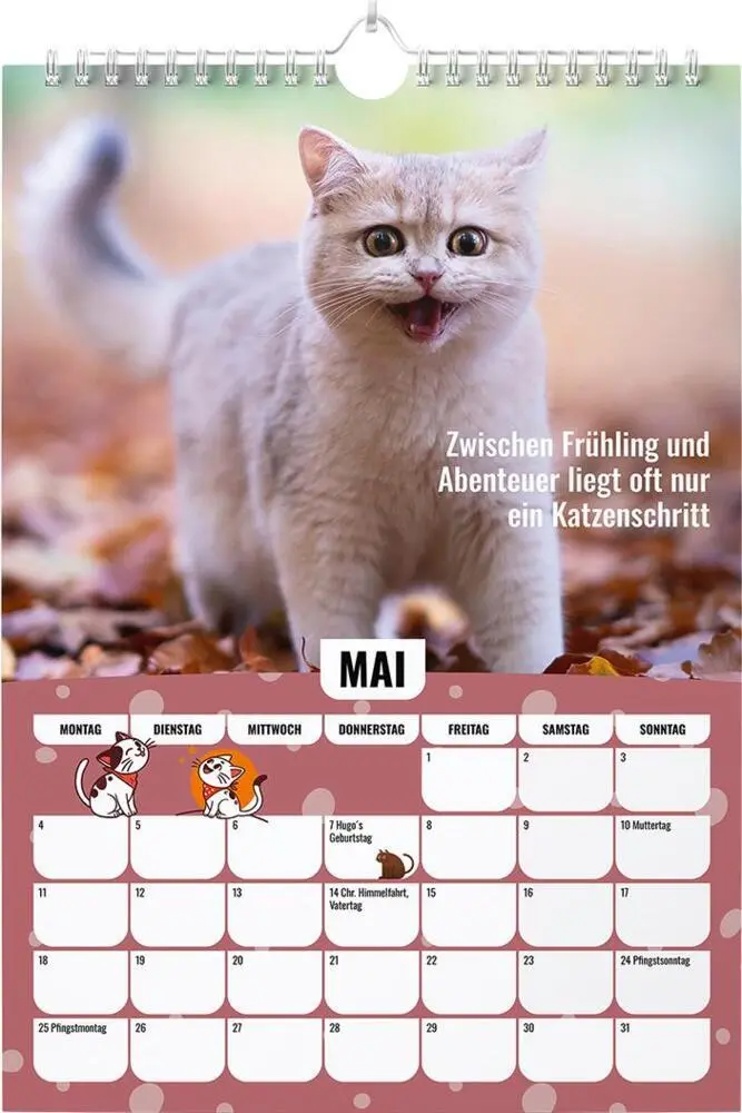 Bild: 9783989353299 | Sinas Color Cats - Ein Jahr voller Farben, Freude und Fantasie | 14 S.