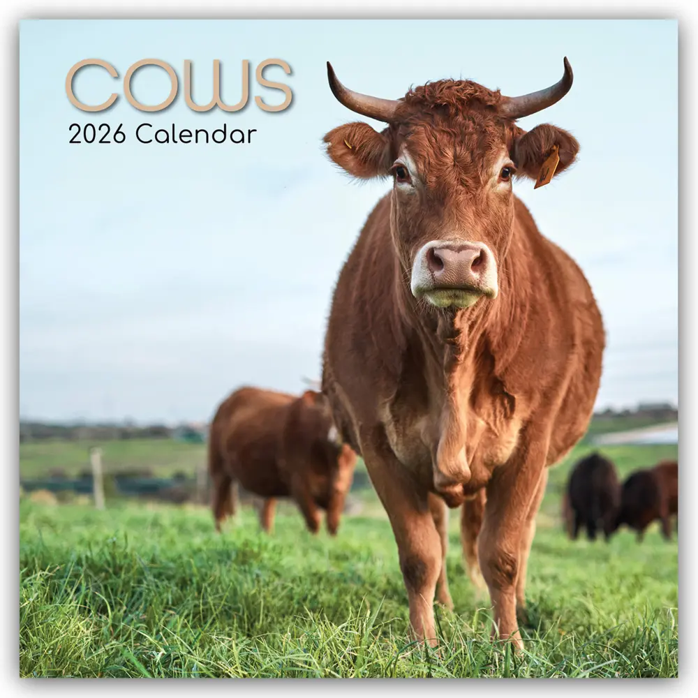 Cover: 9781836223399 | Cows - Kühe 2026 - 16-Monatskalender | Gifted Stationery Co. Ltd