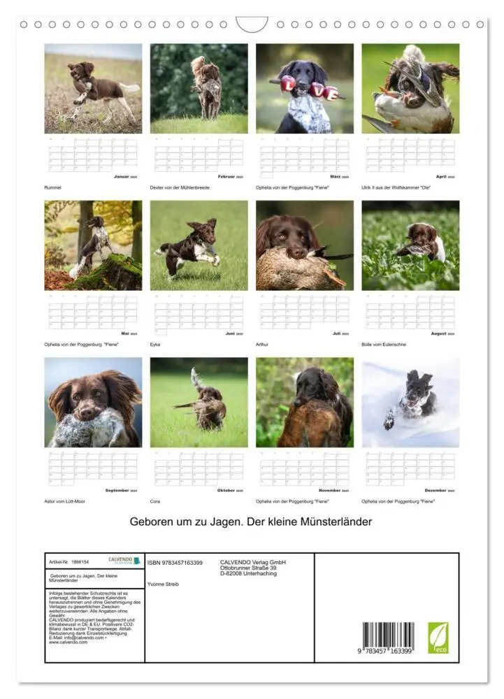 Bild: 9783457163399 | Geboren um zu Jagen. Der kleine Münsterländer (Wandkalender 2025...