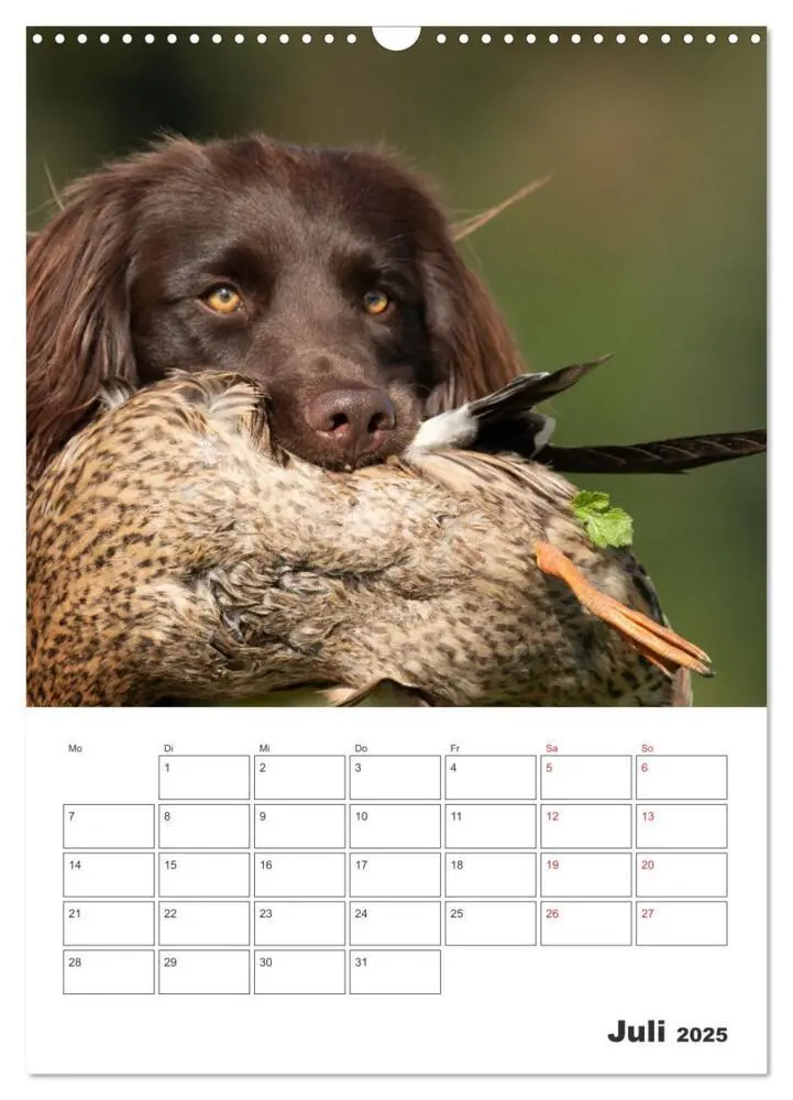 Bild: 9783457163399 | Geboren um zu Jagen. Der kleine Münsterländer (Wandkalender 2025...