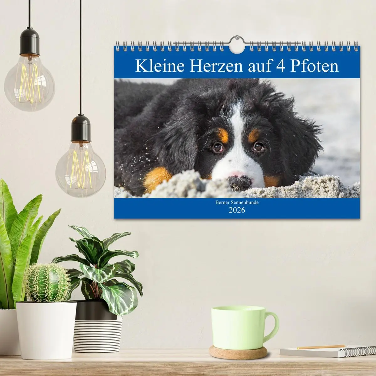 Bild: 9783457783399 | Kleine Herzen auf 4 Pfoten - Berner Sennenhunde (Wandkalender 2026...