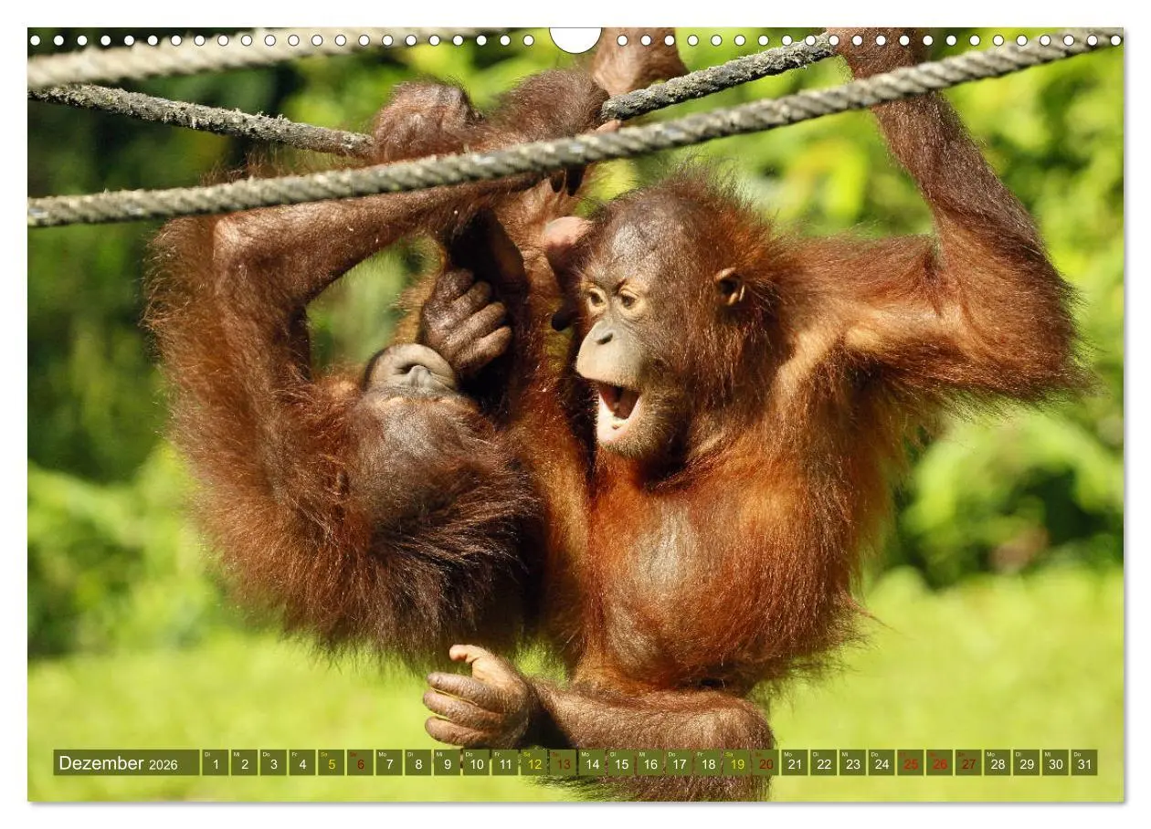 Bild: 9783457853399 | Waldmenschen - Orang Utans auf Borneo (Wandkalender 2026 DIN A3...
