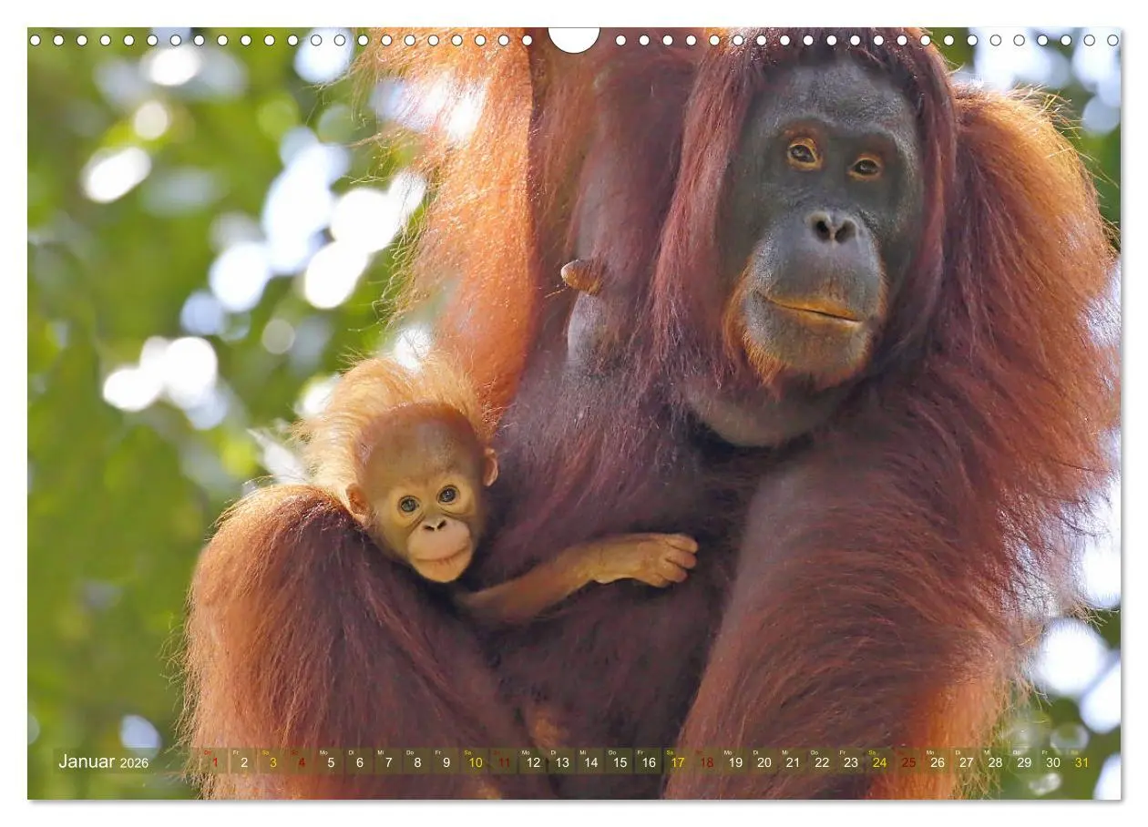 Bild: 9783457853399 | Waldmenschen - Orang Utans auf Borneo (Wandkalender 2026 DIN A3...