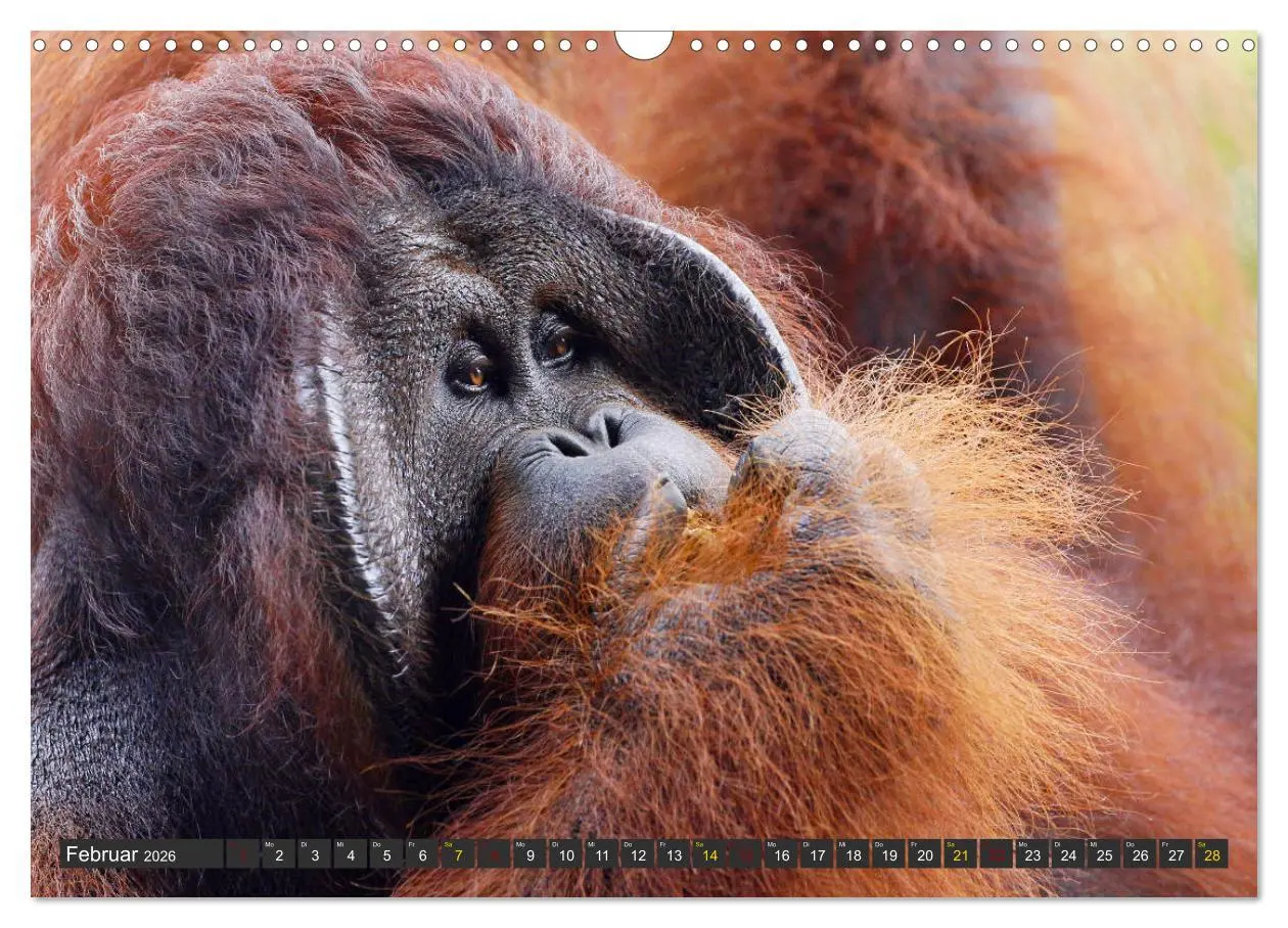 Bild: 9783457853399 | Waldmenschen - Orang Utans auf Borneo (Wandkalender 2026 DIN A3...
