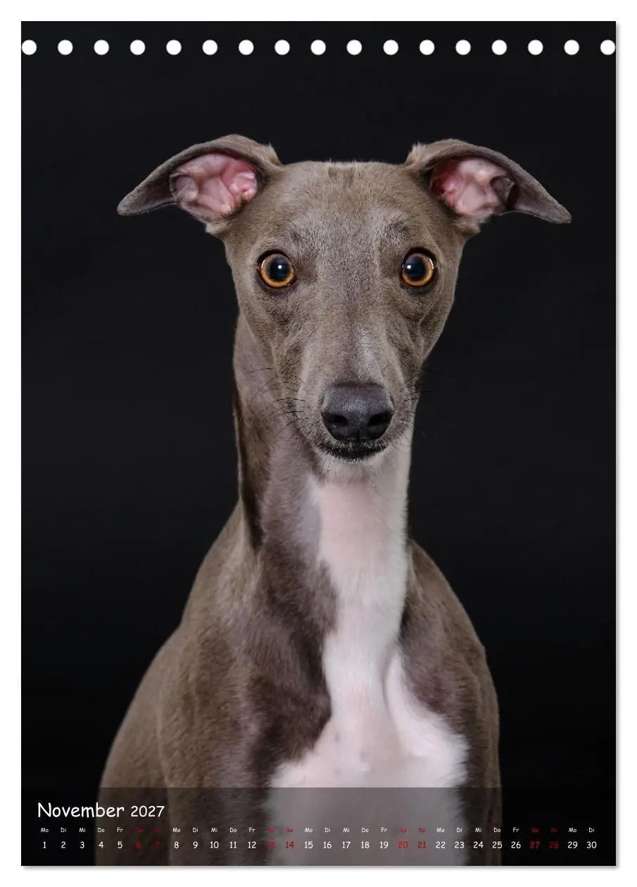 Bild: 9783569273399 | Whippets im Portrait (Tischkalender 2027 DIN A5 hoch), CALVENDO...