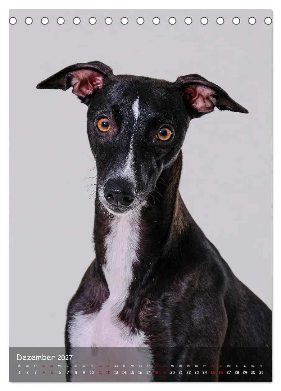 Bild: 9783569273399 | Whippets im Portrait (Tischkalender 2027 DIN A5 hoch), CALVENDO...