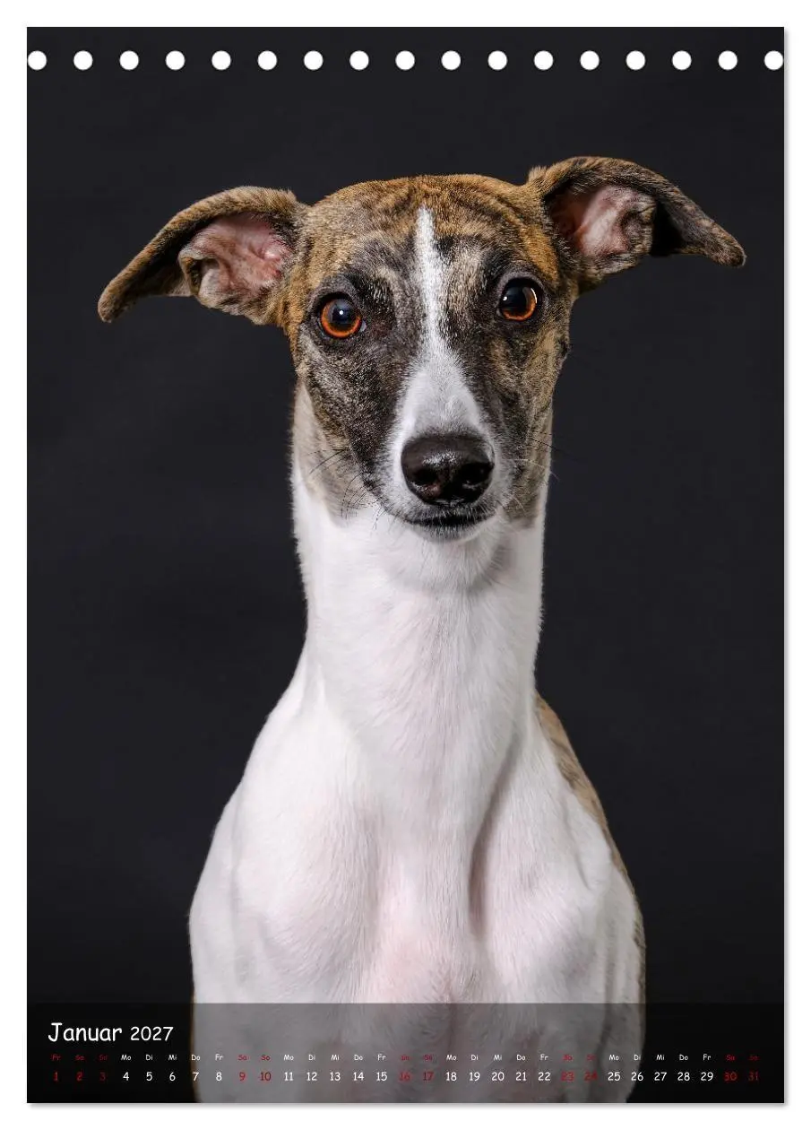 Bild: 9783569273399 | Whippets im Portrait (Tischkalender 2027 DIN A5 hoch), CALVENDO...