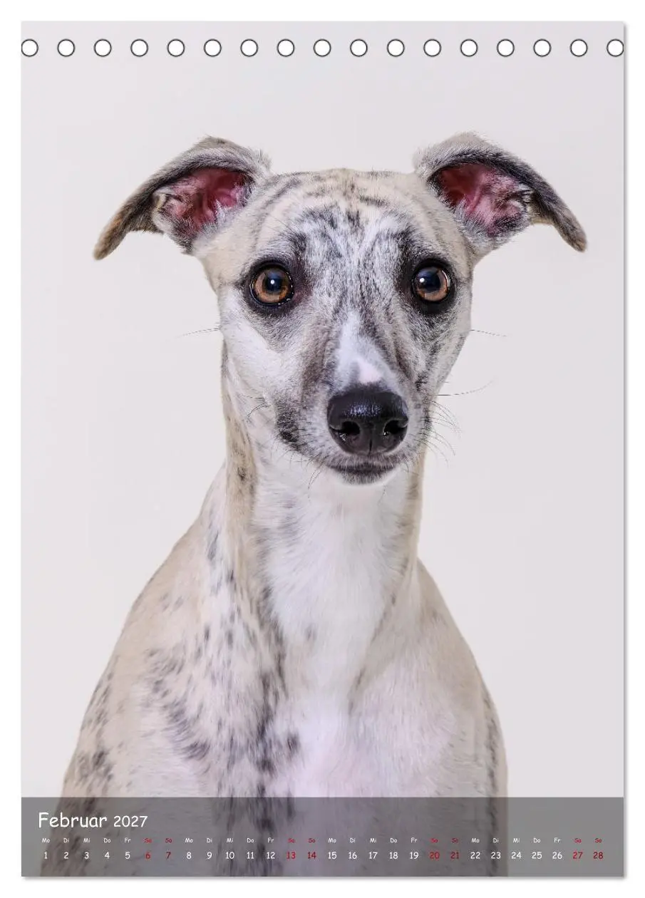 Bild: 9783569273399 | Whippets im Portrait (Tischkalender 2027 DIN A5 hoch), CALVENDO...