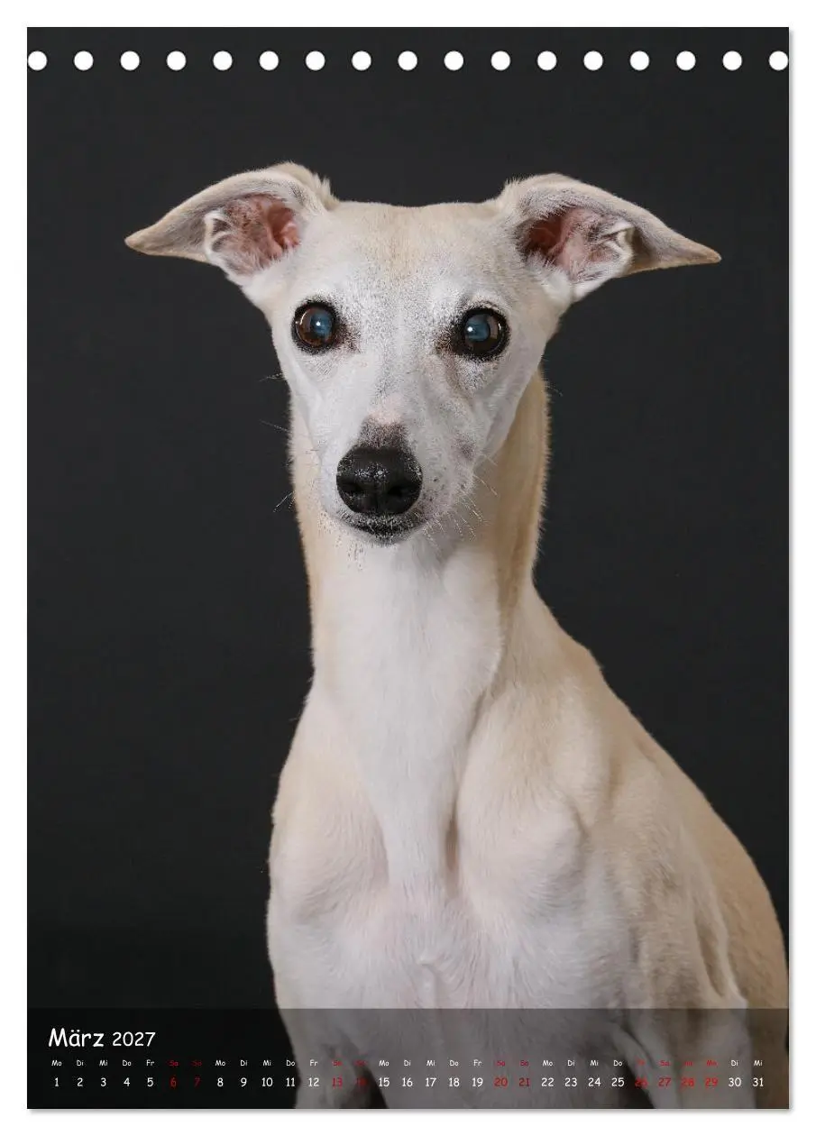 Bild: 9783569273399 | Whippets im Portrait (Tischkalender 2027 DIN A5 hoch), CALVENDO...
