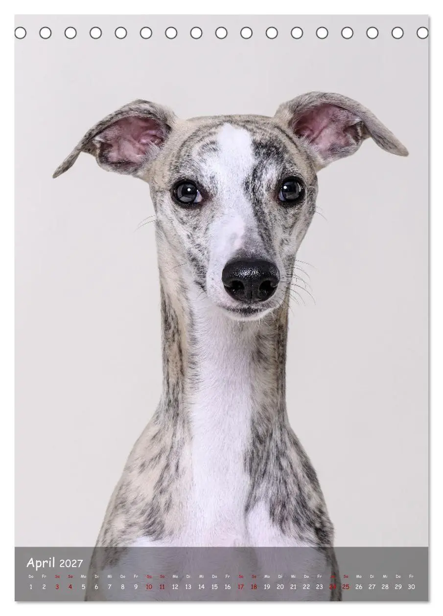Bild: 9783569273399 | Whippets im Portrait (Tischkalender 2027 DIN A5 hoch), CALVENDO...