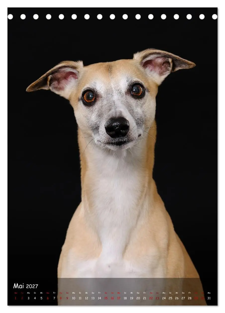 Bild: 9783569273399 | Whippets im Portrait (Tischkalender 2027 DIN A5 hoch), CALVENDO...