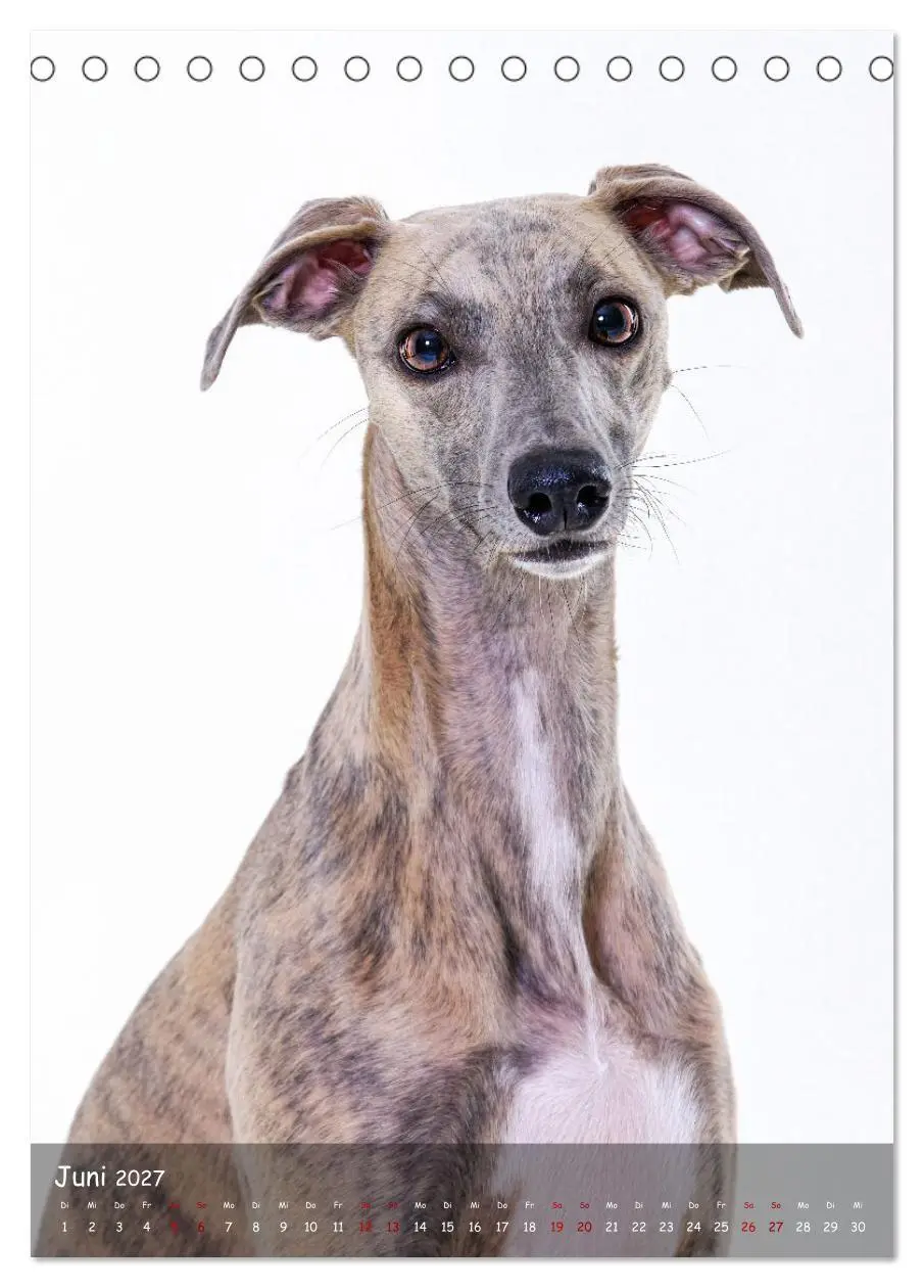 Bild: 9783569273399 | Whippets im Portrait (Tischkalender 2027 DIN A5 hoch), CALVENDO...