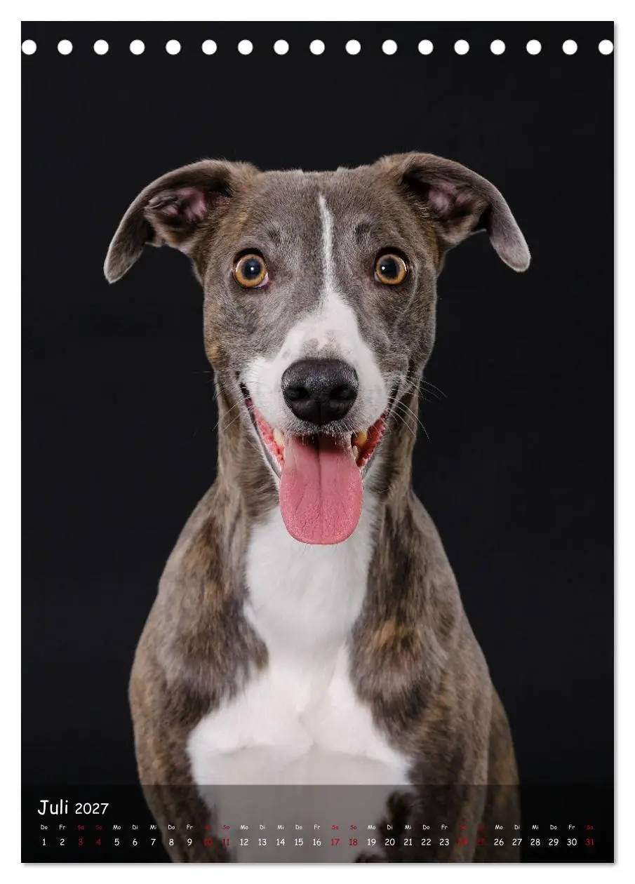 Bild: 9783569273399 | Whippets im Portrait (Tischkalender 2027 DIN A5 hoch), CALVENDO...