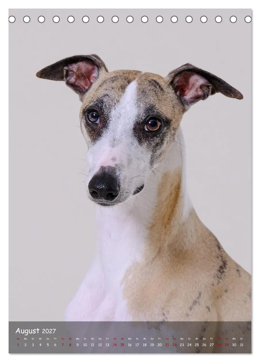 Bild: 9783569273399 | Whippets im Portrait (Tischkalender 2027 DIN A5 hoch), CALVENDO...