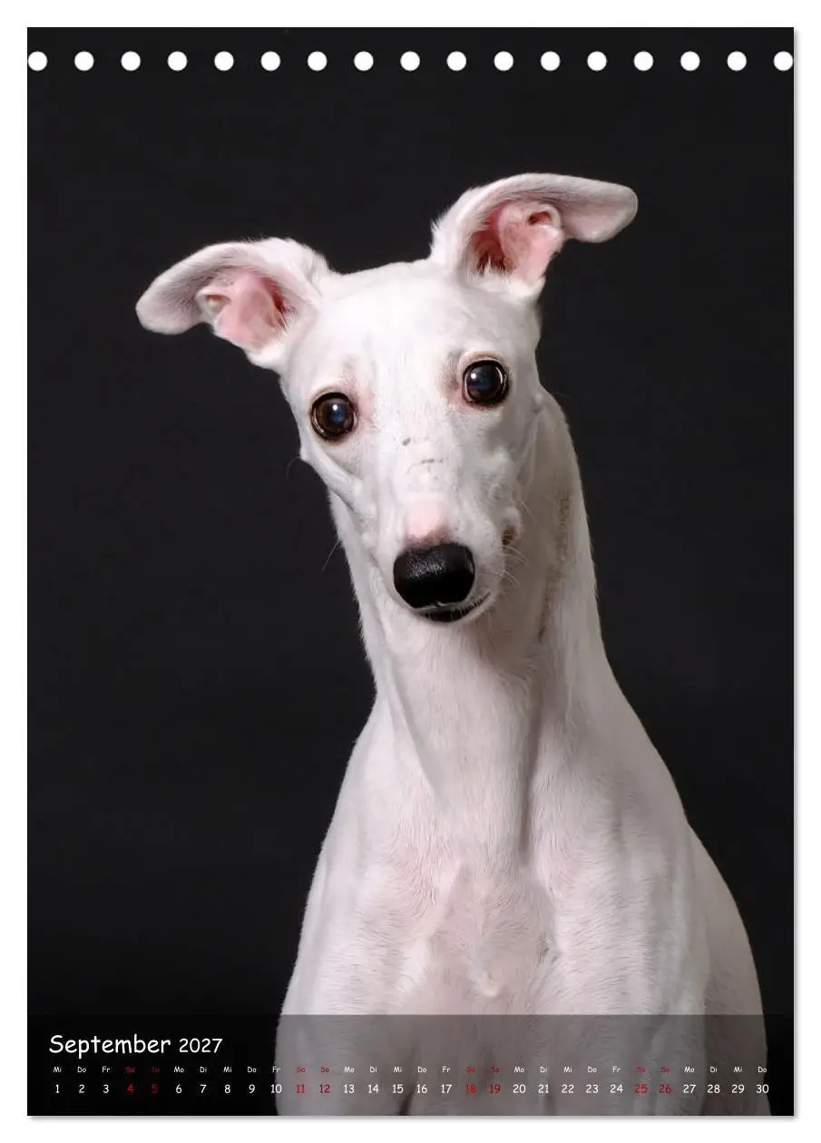 Bild: 9783569273399 | Whippets im Portrait (Tischkalender 2027 DIN A5 hoch), CALVENDO...