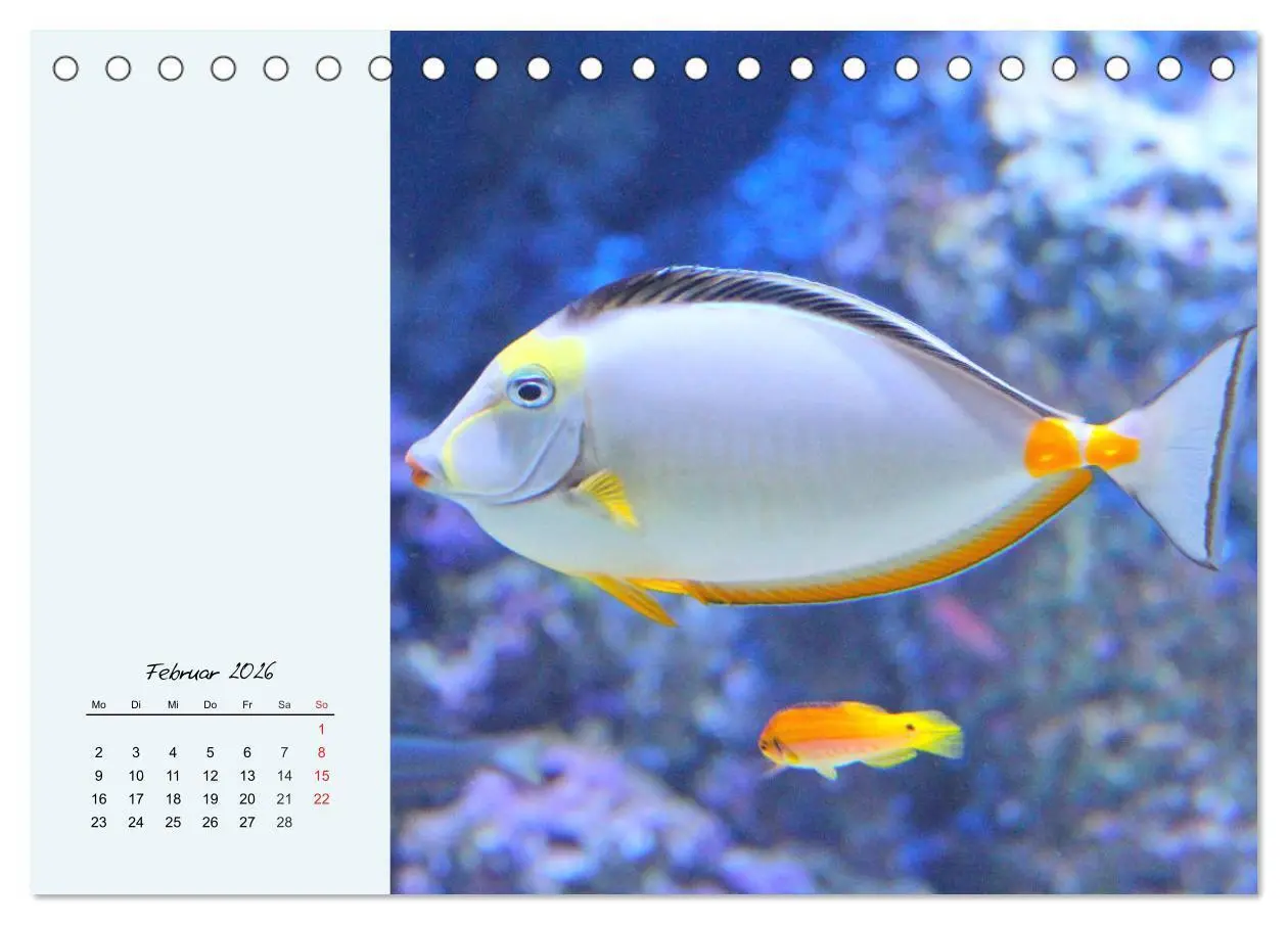 Bild: 9783457773499 | Salzwasseraquarium. Meeresfische im heimischen Wohnzimmer...
