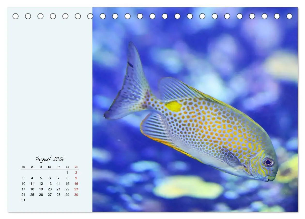 Bild: 9783457773499 | Salzwasseraquarium. Meeresfische im heimischen Wohnzimmer...