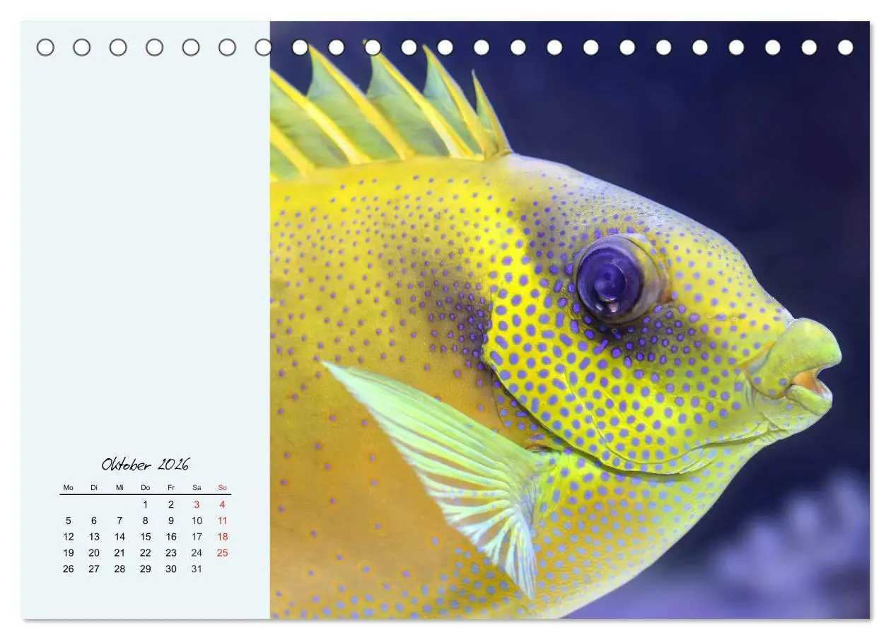 Bild: 9783457773499 | Salzwasseraquarium. Meeresfische im heimischen Wohnzimmer...
