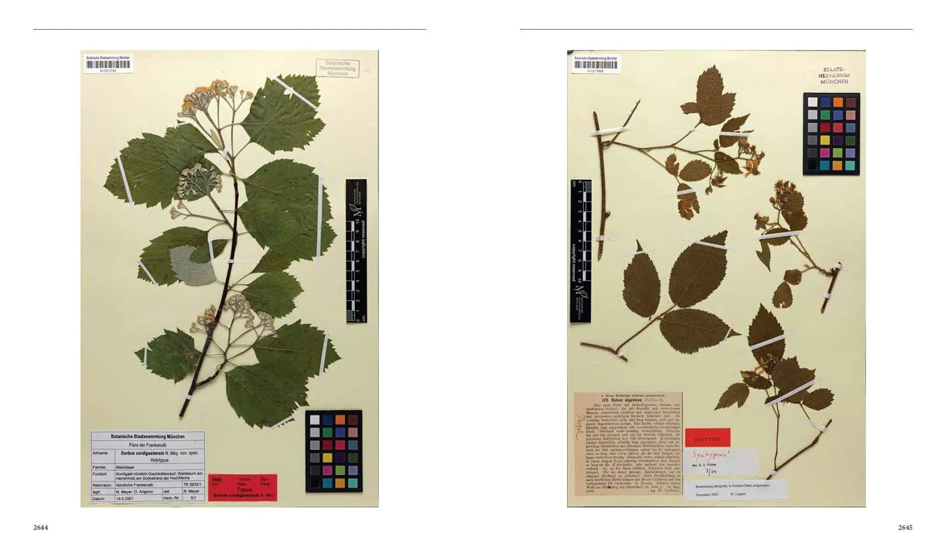 Bild: 9783258083599 | Flora von Bayern | Lenz Meierott (u. a.) | Buch | Schuber | 2880 S. Bild: 9783258083599 | Flora von Bayern | Lenz Meierott (u. a.) | Buch | Schuber | 2880 S.