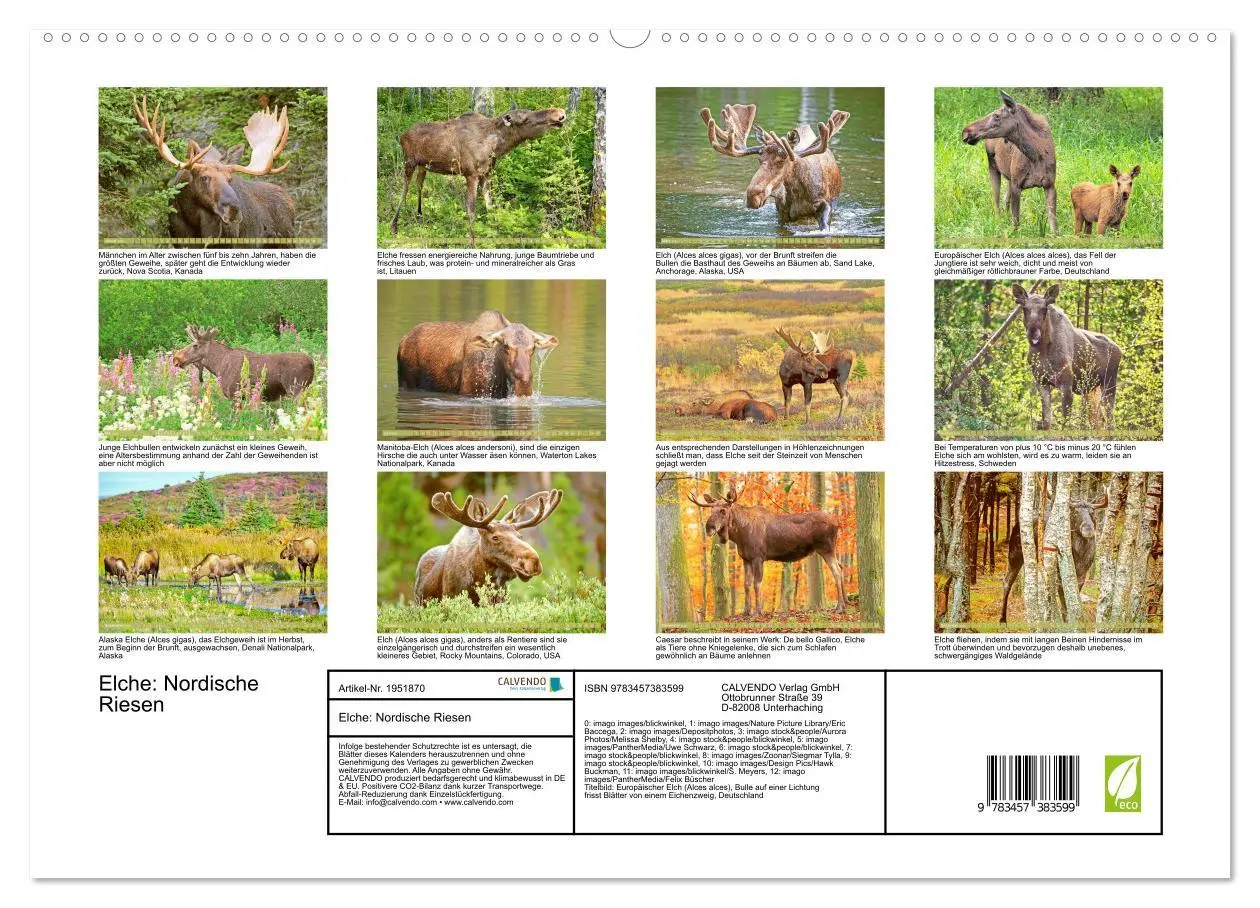 Bild: 9783457383599 | Elche: Nordische Riesen (hochwertiger Premium Wandkalender 2026 DIN...