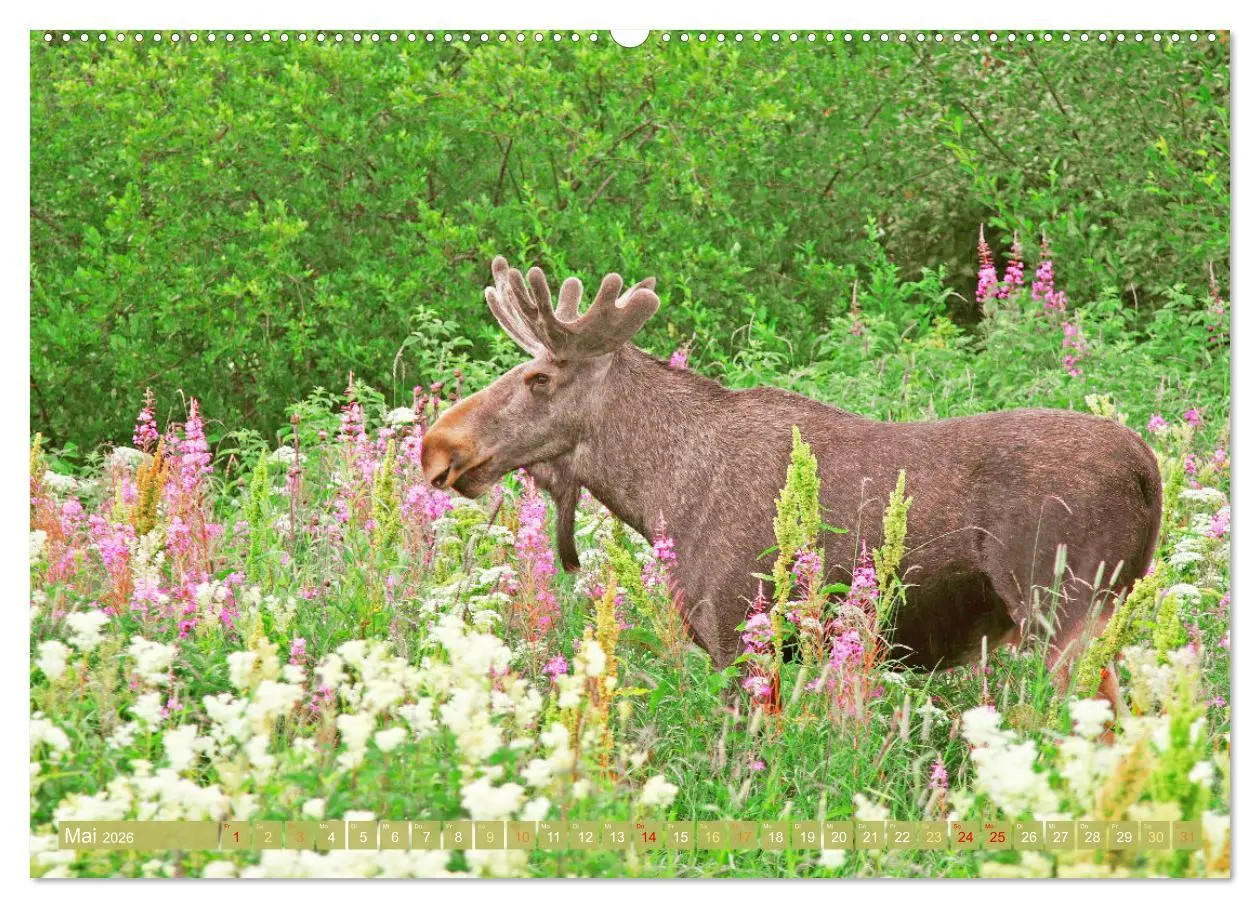 Bild: 9783457383599 | Elche: Nordische Riesen (hochwertiger Premium Wandkalender 2026 DIN...