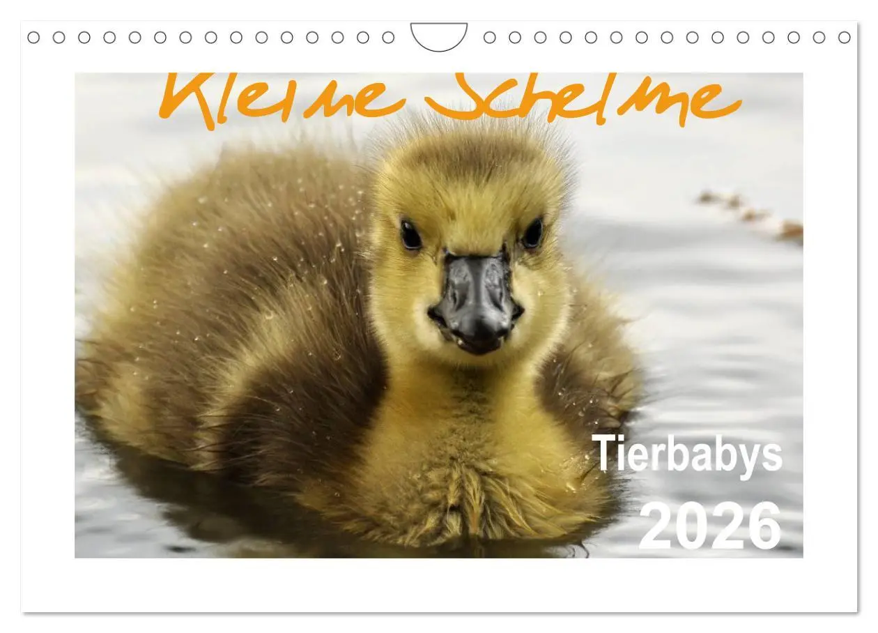 Cover: 9783516233599 | Kleine Schelme - Tierbabys (Wandkalender 2026 DIN A4 quer),...