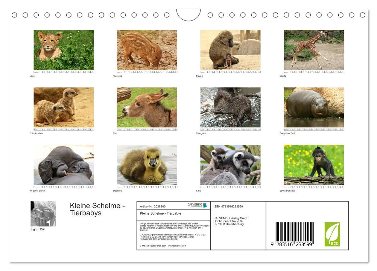 Bild: 9783516233599 | Kleine Schelme - Tierbabys (Wandkalender 2026 DIN A4 quer),...