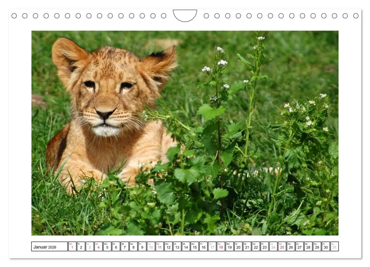 Bild: 9783516233599 | Kleine Schelme - Tierbabys (Wandkalender 2026 DIN A4 quer),...
