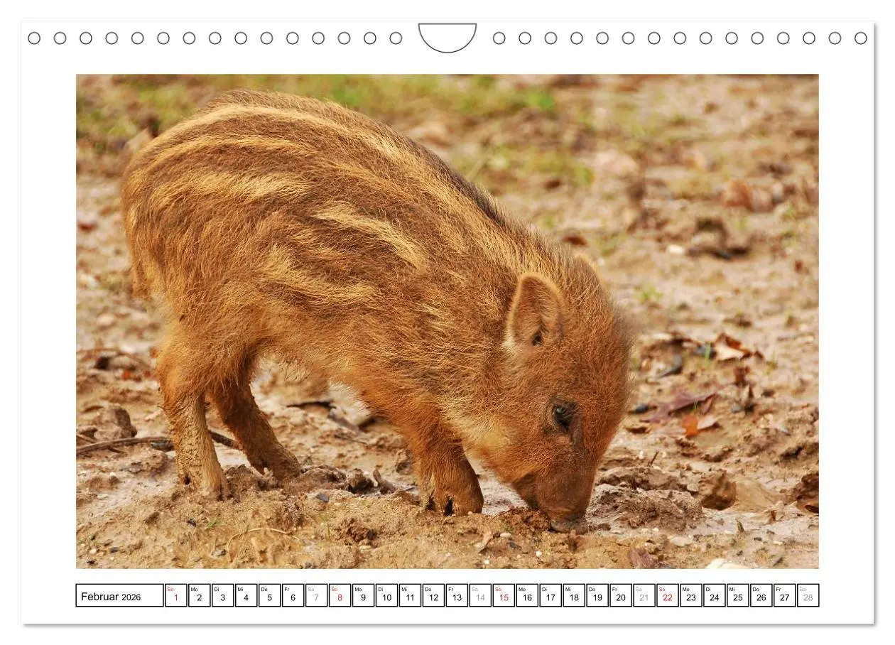 Bild: 9783516233599 | Kleine Schelme - Tierbabys (Wandkalender 2026 DIN A4 quer),...
