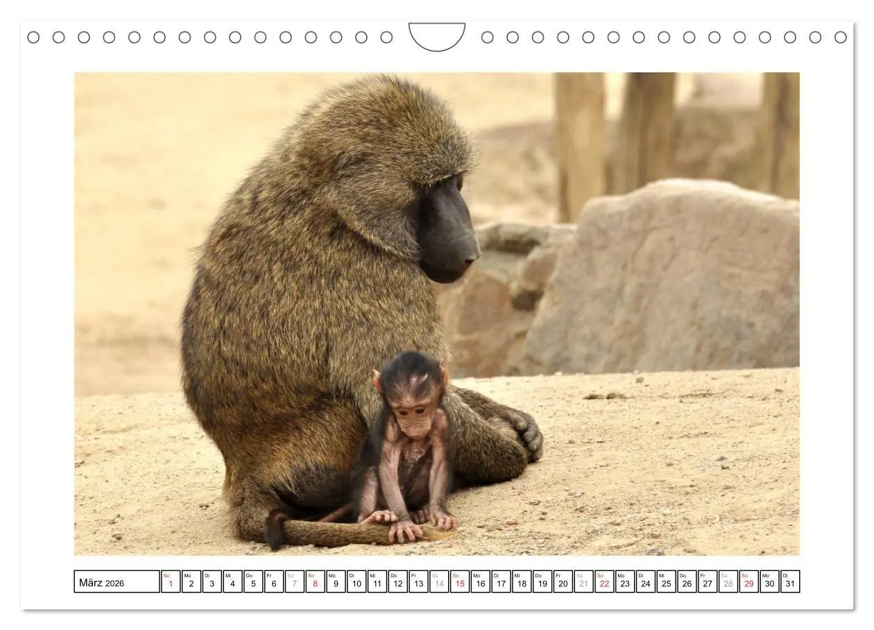 Bild: 9783516233599 | Kleine Schelme - Tierbabys (Wandkalender 2026 DIN A4 quer),...