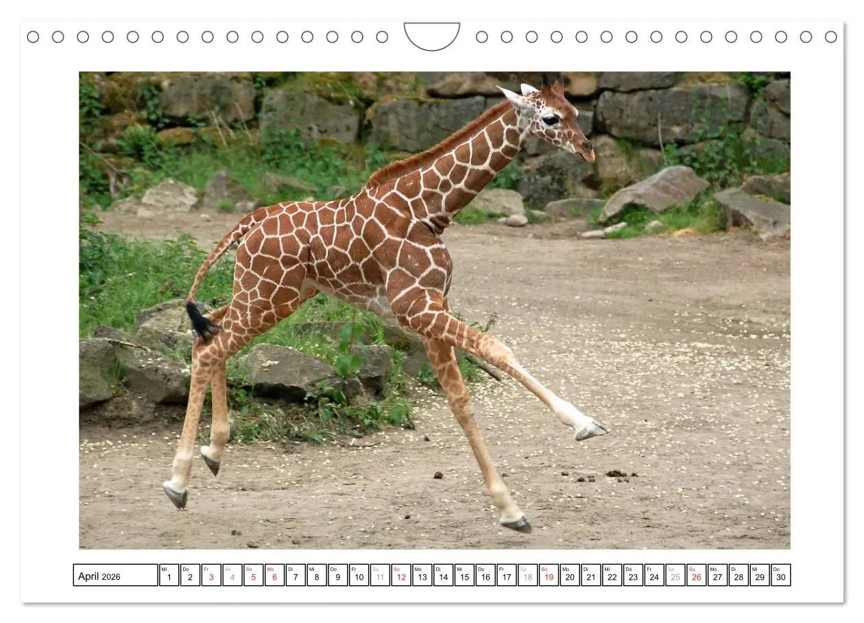 Bild: 9783516233599 | Kleine Schelme - Tierbabys (Wandkalender 2026 DIN A4 quer),...