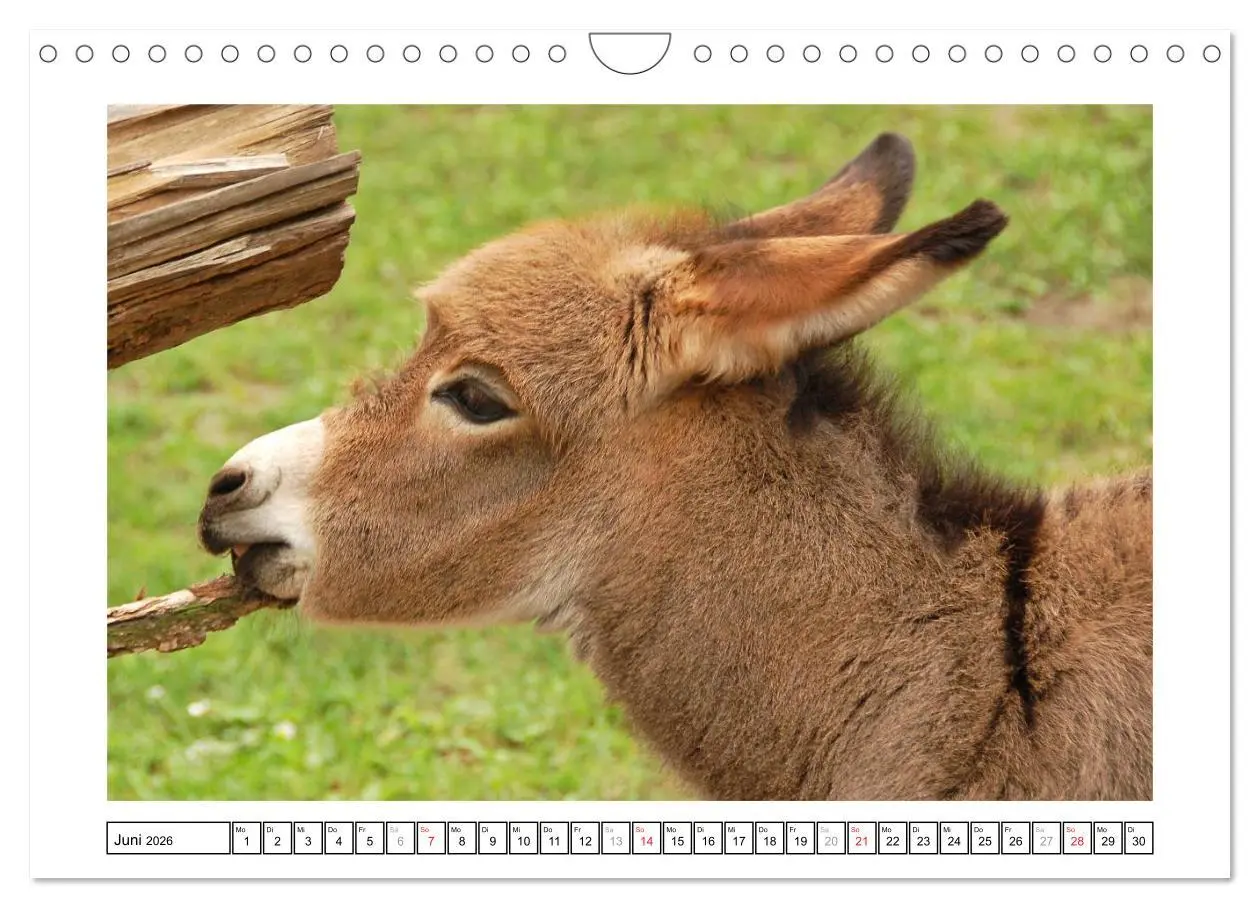 Bild: 9783516233599 | Kleine Schelme - Tierbabys (Wandkalender 2026 DIN A4 quer),...