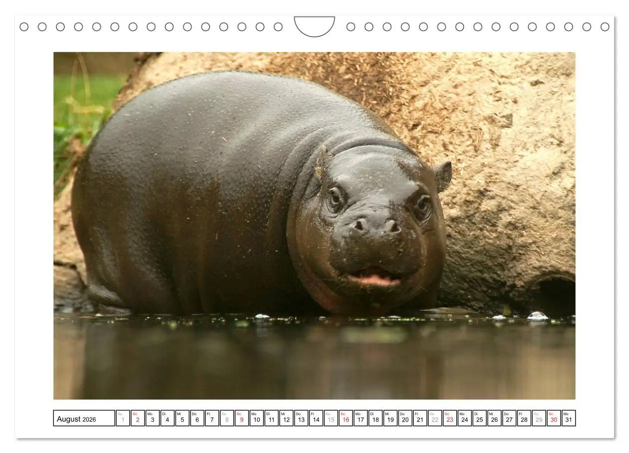 Bild: 9783516233599 | Kleine Schelme - Tierbabys (Wandkalender 2026 DIN A4 quer),...