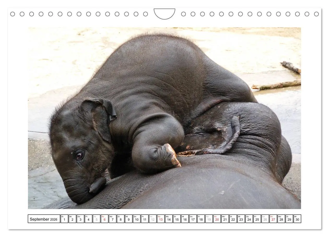 Bild: 9783516233599 | Kleine Schelme - Tierbabys (Wandkalender 2026 DIN A4 quer),...