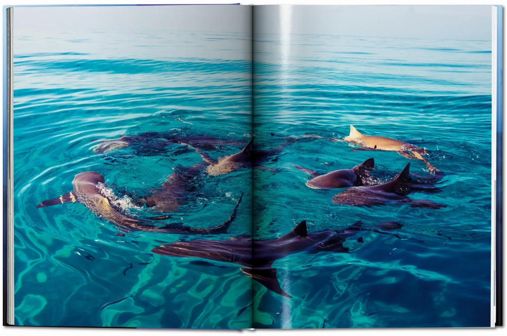 Bild: 9783836553599 | Michael Muller. Sharks | Philippe Cousteau (u. a.) | Buch | 334 S.