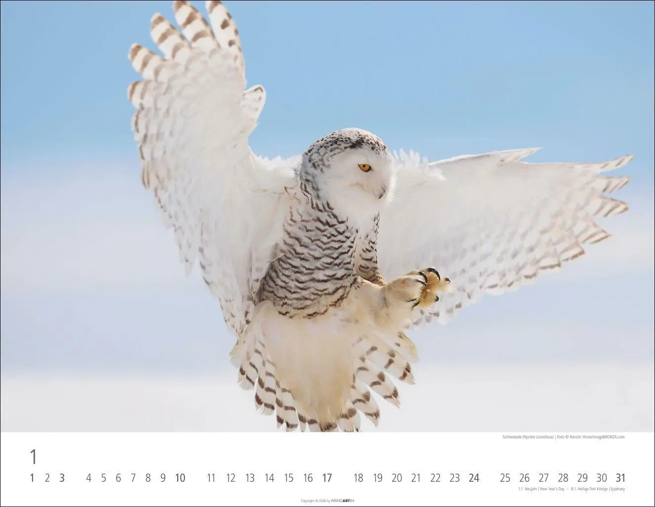 Bild: 9783839903599 | Eulen Kalender 2027 | Kalender | Tierkalender Weingarten | 14 S.