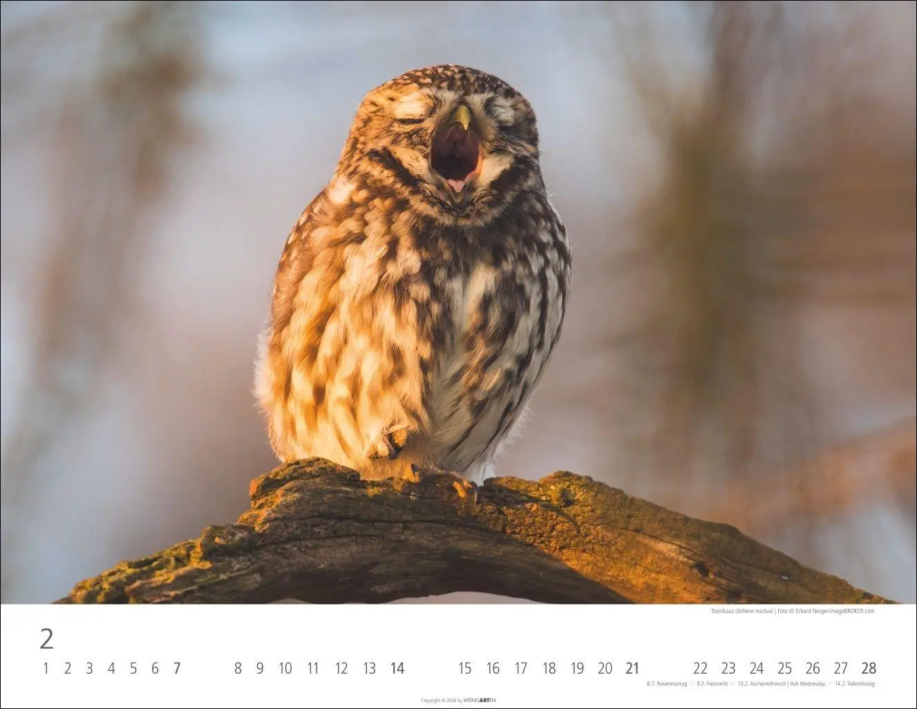 Bild: 9783839903599 | Eulen Kalender 2027 | Kalender | Tierkalender Weingarten | 14 S.