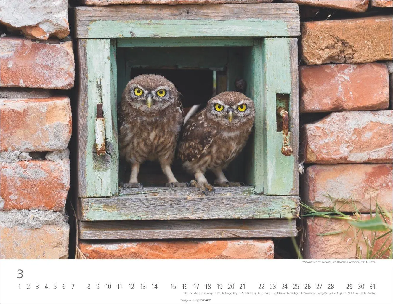 Bild: 9783839903599 | Eulen Kalender 2027 | Kalender | Tierkalender Weingarten | 14 S.