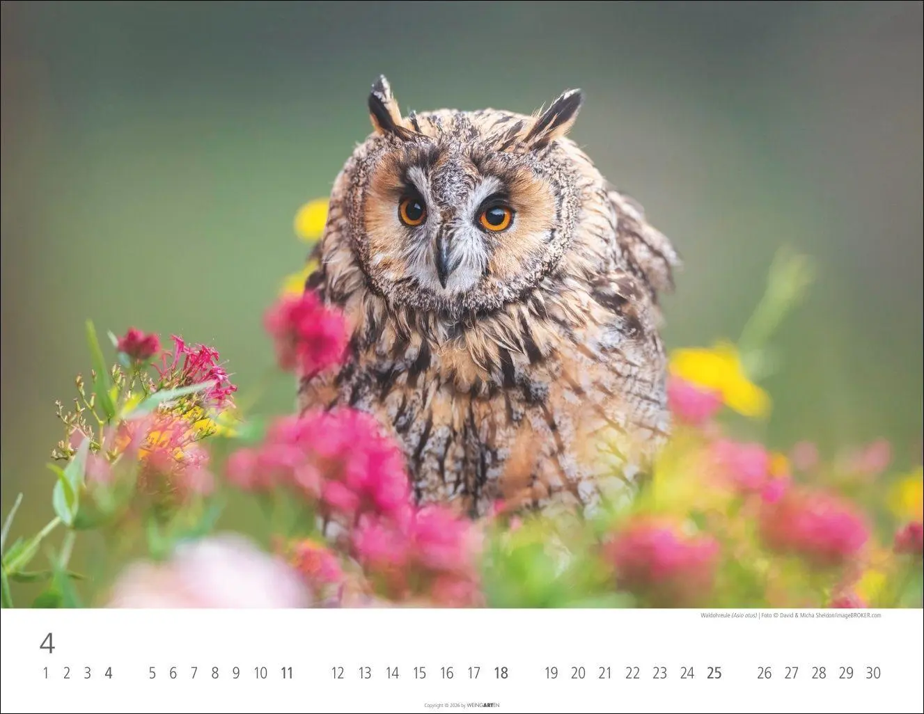 Bild: 9783839903599 | Eulen Kalender 2027 | Kalender | Tierkalender Weingarten | 14 S.