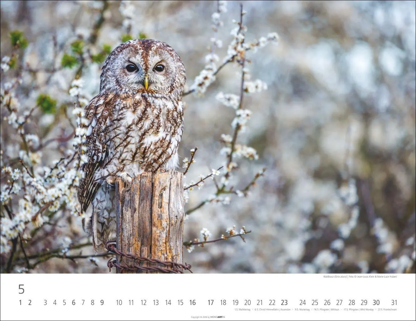 Bild: 9783839903599 | Eulen Kalender 2027 | Kalender | Tierkalender Weingarten | 14 S.