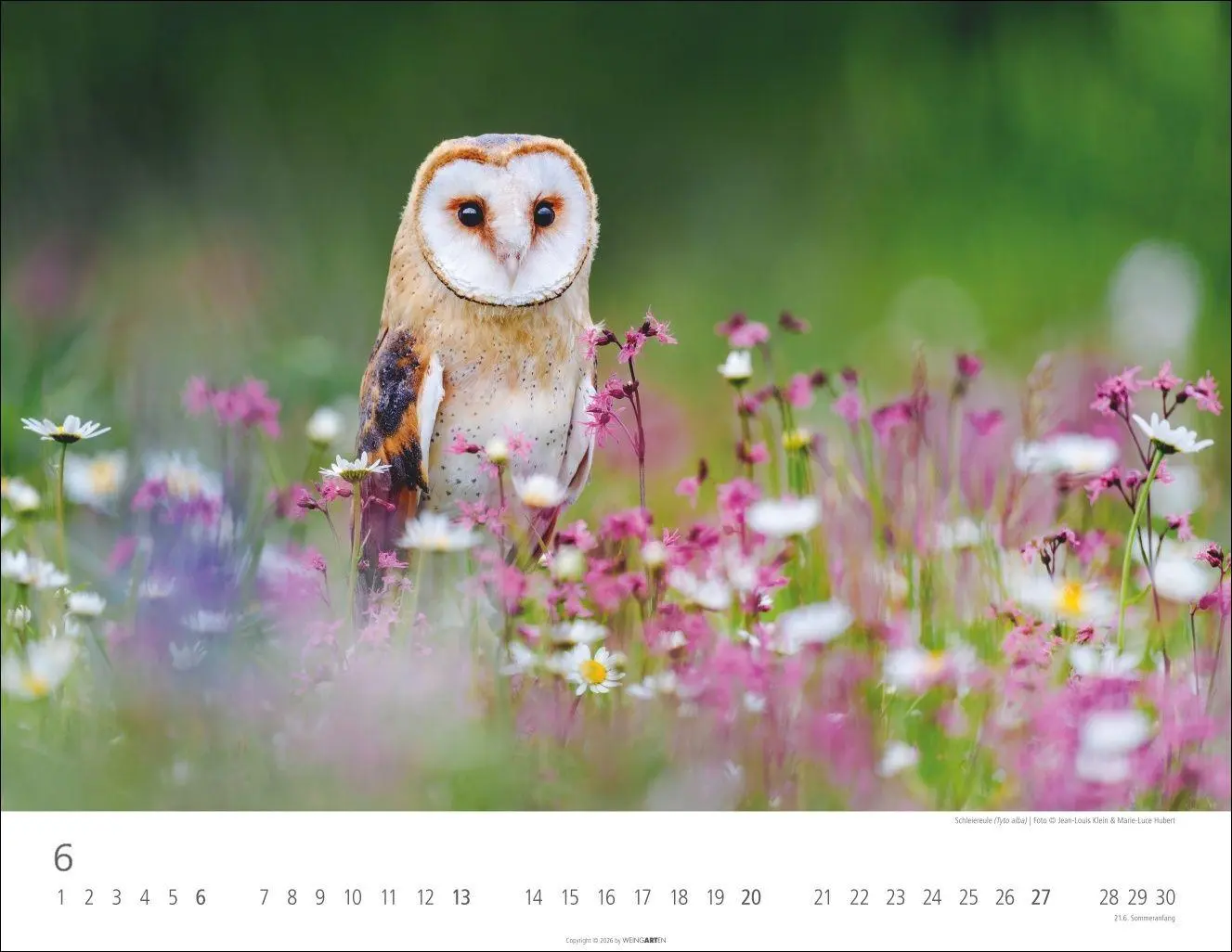 Bild: 9783839903599 | Eulen Kalender 2027 | Kalender | Tierkalender Weingarten | 14 S.