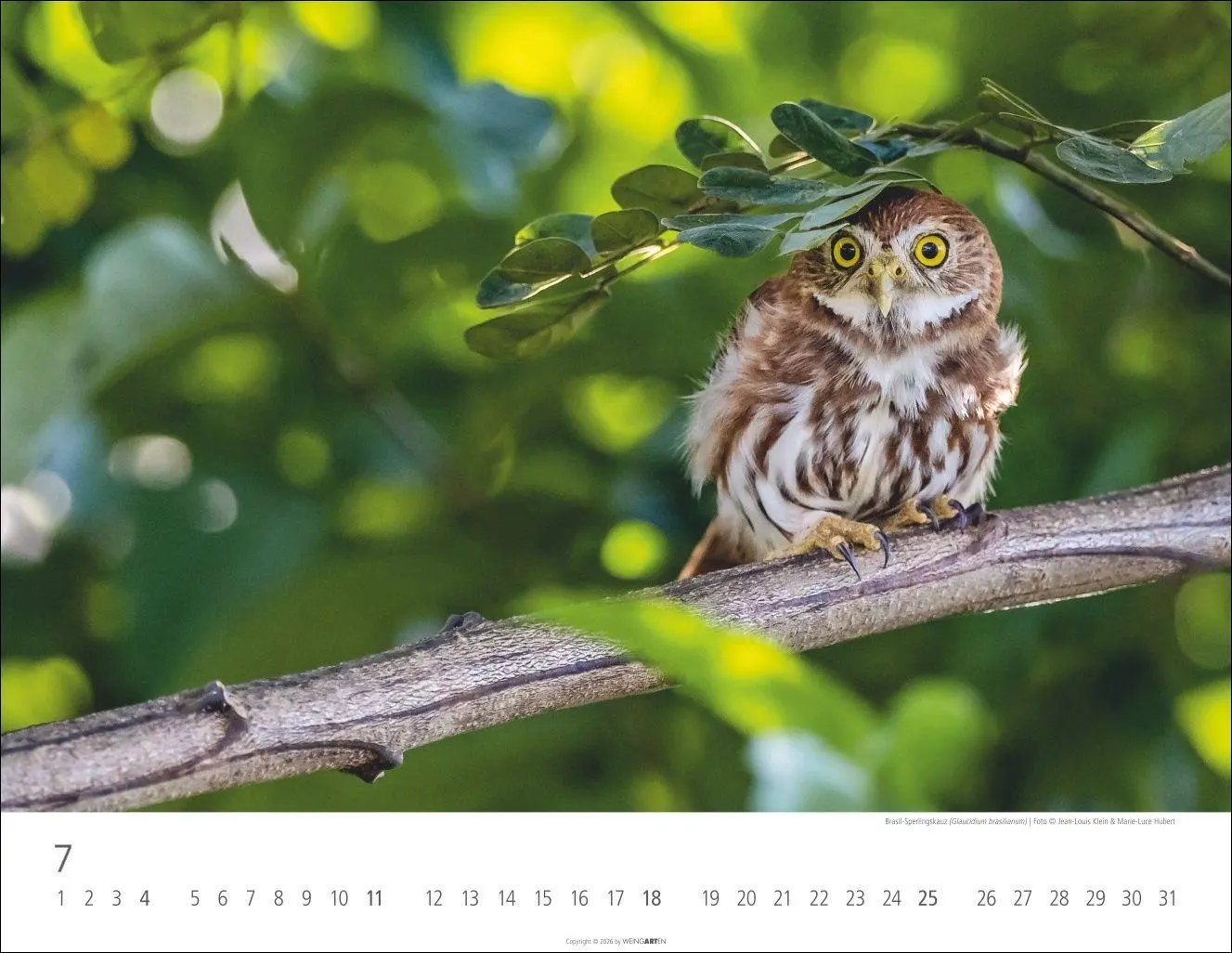 Bild: 9783839903599 | Eulen Kalender 2027 | Kalender | Tierkalender Weingarten | 14 S.