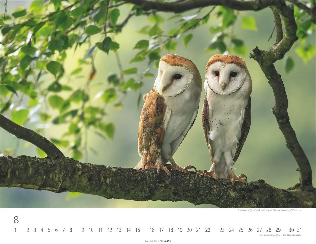 Bild: 9783839903599 | Eulen Kalender 2027 | Kalender | Tierkalender Weingarten | 14 S.