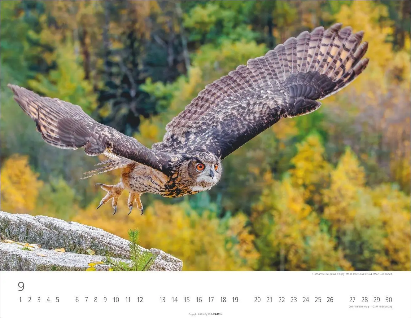 Bild: 9783839903599 | Eulen Kalender 2027 | Kalender | Tierkalender Weingarten | 14 S.