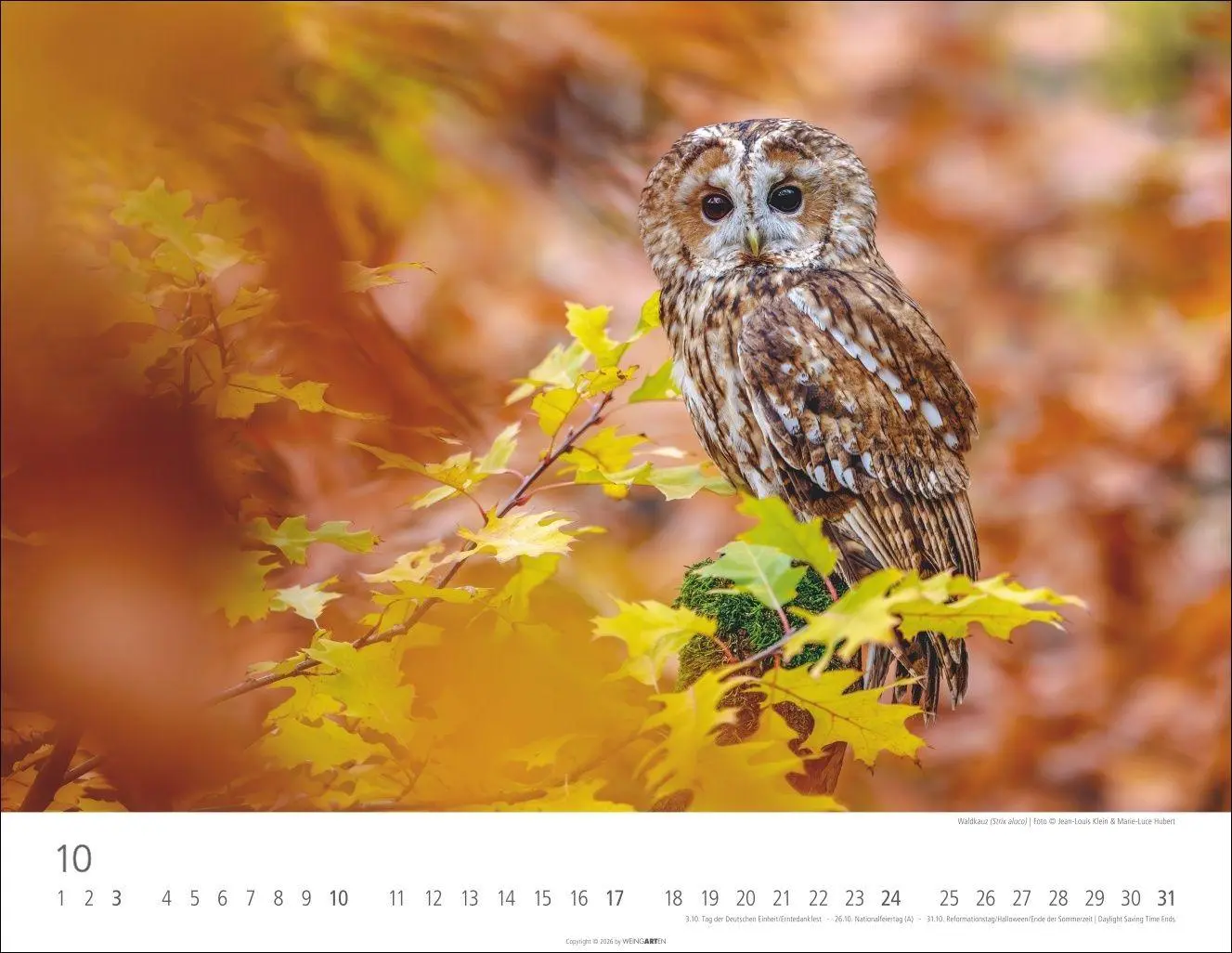 Bild: 9783839903599 | Eulen Kalender 2027 | Kalender | Tierkalender Weingarten | 14 S.