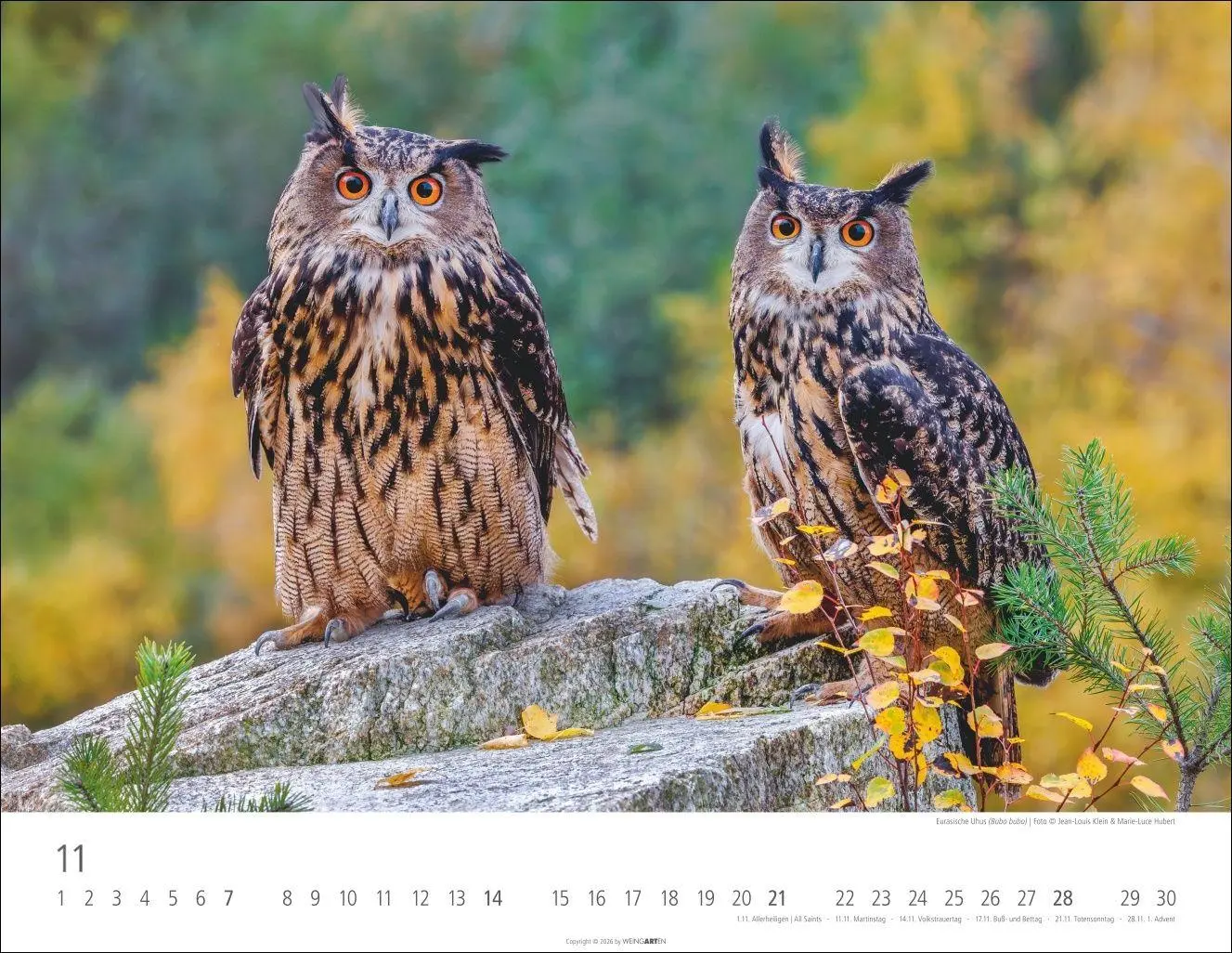 Bild: 9783839903599 | Eulen Kalender 2027 | Kalender | Tierkalender Weingarten | 14 S.