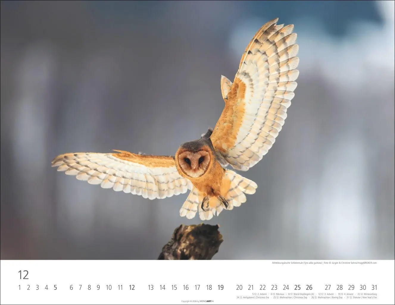 Bild: 9783839903599 | Eulen Kalender 2027 | Kalender | Tierkalender Weingarten | 14 S.