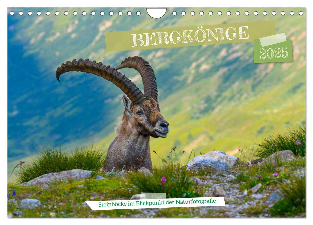 Cover: 9783435423699 | Bergkönige - Steinböcke im Blickpunkt der Naturforografie...