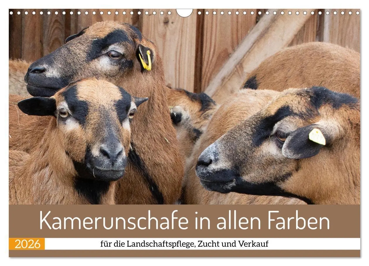 Cover: 9783457593899 | Kamerunschafe in allen Farben (Wandkalender 2026 DIN A3 quer),...